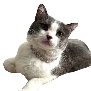 Pet Diamond Necklace, S